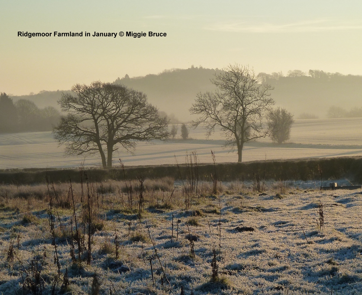 A101-Jan-Dawn-on-Ridgemoor-AMB