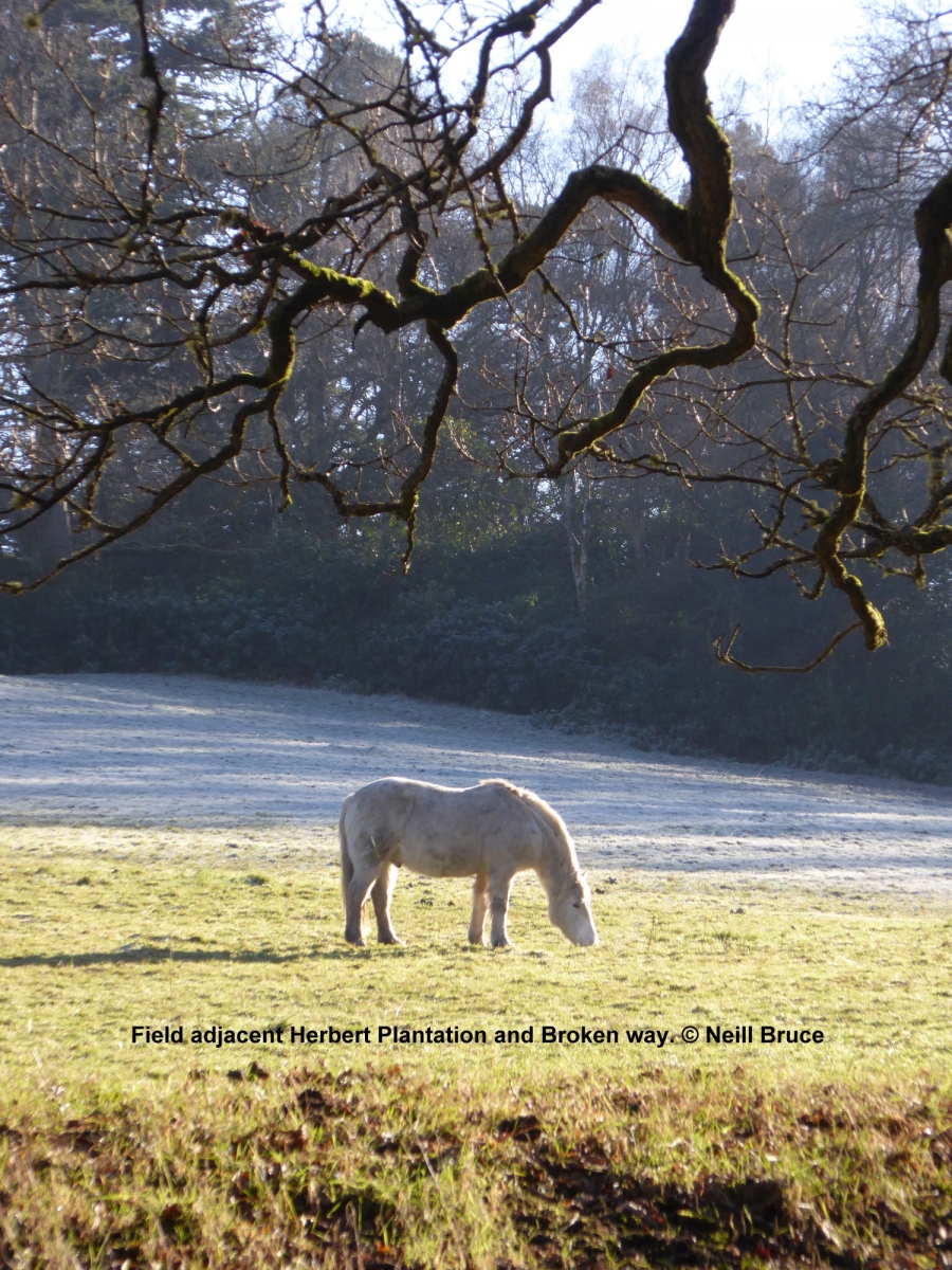 A103-Horse-in-field