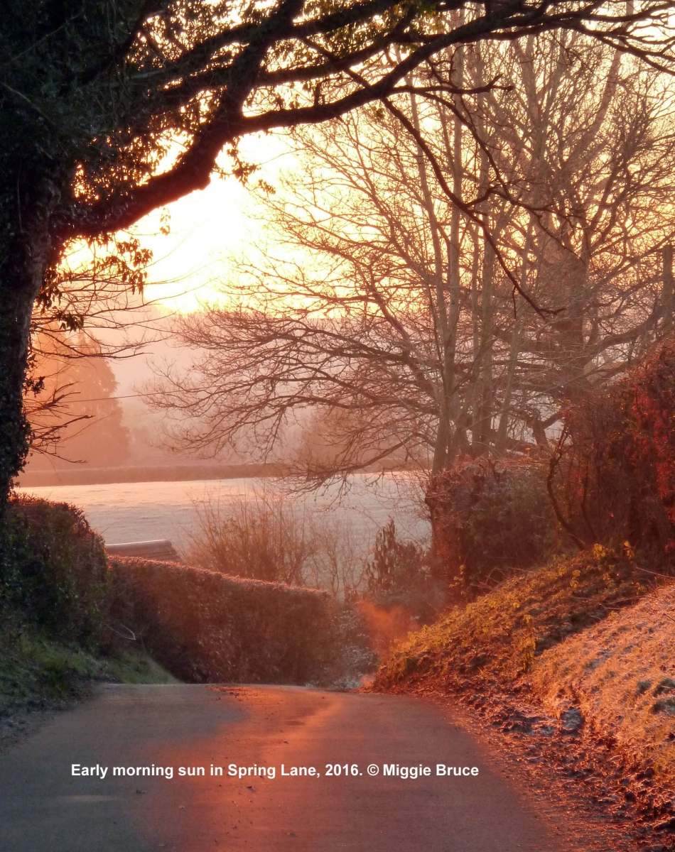 91-Dawn-in-Spring-Lane-AMB